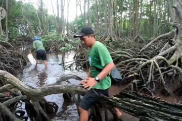 Konservasi dan restorasi mangrove efektif menekan emisi karbon​​​​​​​