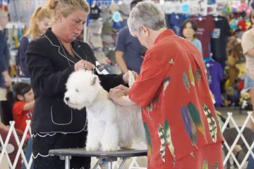 Lihat keseruan pameran anjing di Dallas, AS