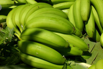 Angkat perekonomian petani dengan kembangkan kebun pisang Cavendish