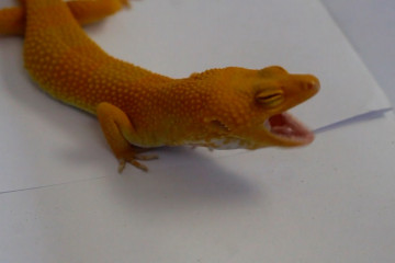 Jual beli Tokek Leopard Gecko beromset puluhan juta