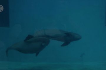 Melihat porpoise tak bersirip hasil pembiakan artifisial di Hubei, China
