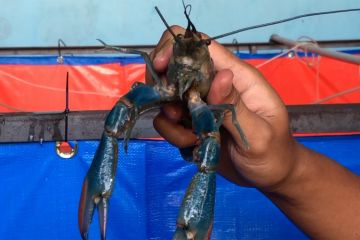 Kemudahan budi daya lobster air tawar