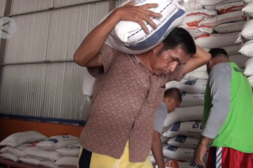 Bulog Kalteng pastikan stok pangan aman hingga 4 bulan