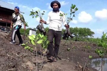 Pegiat lingkungan tanam ratusan mangrove