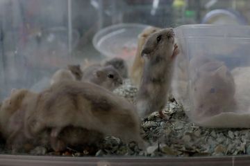 Ternak Hamster beromzet puluhan juta rupiah