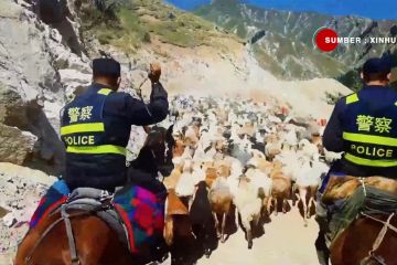 Polisi perbatasan bantu penggembalaan ternak di Xinjiang, China