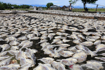 Produksi ikan asin di Aceh menurun