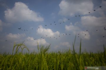 Latihan Terjun Garuda Airborne