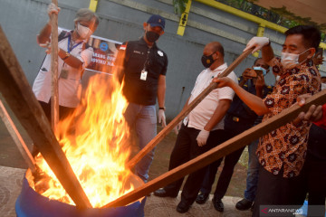 Pemusnahan barang bukti narkoba di Maluku