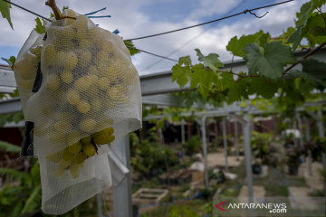 BUDIDAYA ANGGUR DI PEKARANGAN RUMAH