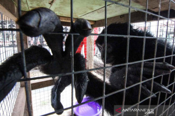 Siamang serahan dari warga Bireuen