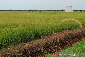 Dinas Pertanian Penajam beli alsintan untuk kelompok tani