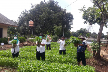 Sudin KPKP Jaktim panen kangkung 100 kg dari hasil "urban farming"