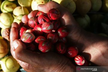 Peneliti rempah ungkap plus dan minus keragaman pala di Indonesia