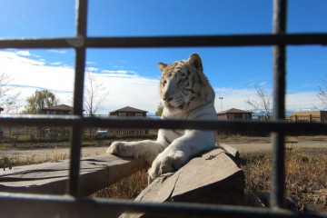 Harimau tewaskan petugas kebersihan taman safari Chile