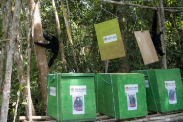 Pelepasliaran tiga ekor Siamang di Sumatera Selatan