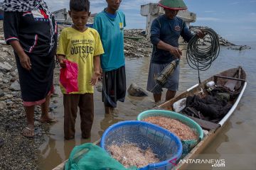 Musim Tangkap Udang Kecil di Palu