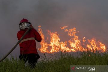 Areal hutan dan lahan yang terbakar bertambah luas pada 2021