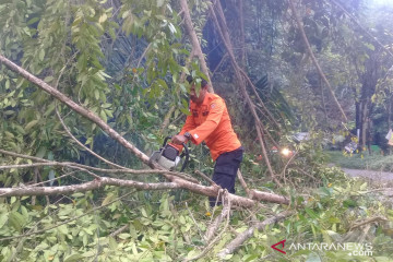 Material pohon tutup ruas jalan Kelok 44 Agam akibat angin kencang