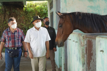 Kemenkop UKM: Tingkatkan kualitas kuda dongkrak kesejahteraan peternak