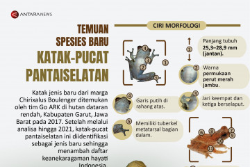 Temuan spesies baru katak-pucat pantaiselatan