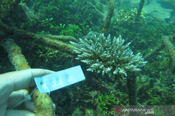 YKAN harap terumbu karang rusak diperbaiki melalui dana asuransi