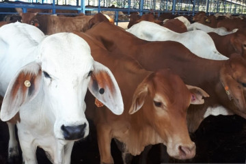 Pemkab Penajam kembangkan sapi potong penuhi kebutuhan daging