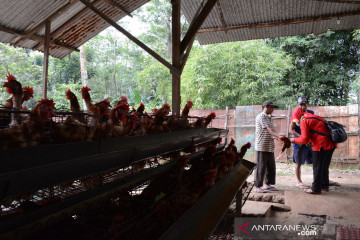 Sumbangsih dokter hewan tangani pandemi COVID-19