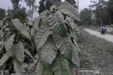 Abu Vulkanik Gunung Merapi