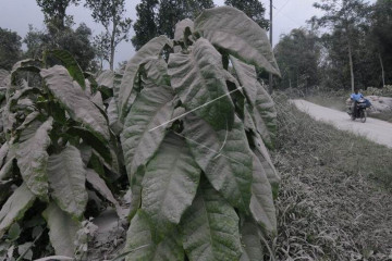 Abu vulkanik Gunung Merapi