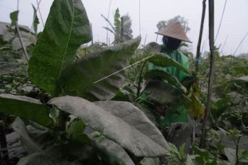 Abu vulkanik Gunung Merapi