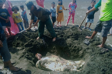 Seekor penyu hijau ditemukan dalam keadaan mati di pantai Cilacap