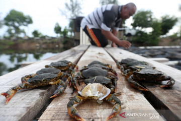 Peluang ekspor kepiting Soka