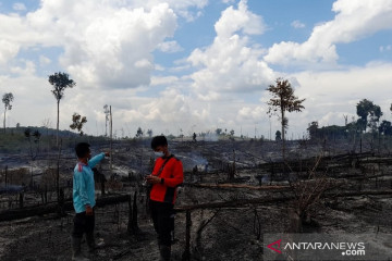 172,9 hektar lahan di Jambi terbakar selama 2021