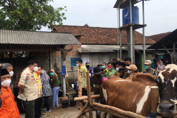 Lampung Tengah jadi daerah percontohan pengembangan sapi Belgian Blue