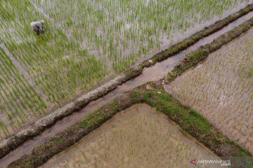 Kelangkaan pupuk urea bersubsidi di Konawe Selatan