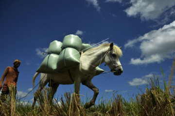 Jasa Angkut Gabah Menggunakan Kuda