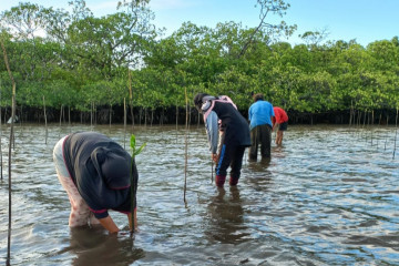 BRGM: Rehabilitasi mangrove investasi jangka panjang