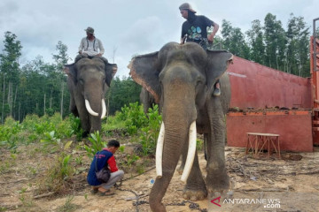 BKSDA translokasi dua gajah di Inhu
