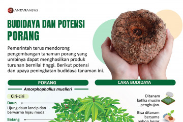 Budidaya dan potensi porang