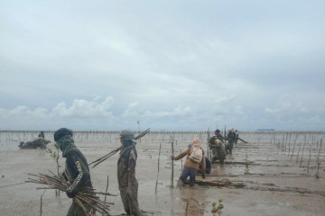 BRGM: rehabilitasi mangrove bantu masyarakat di tengah pandemi