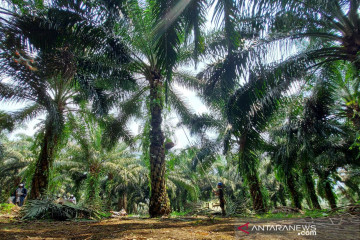 Minyak sawit berkontribusi 50 persen pendapatan PTPN VIII