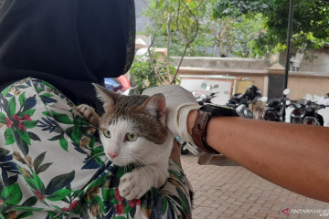 Ratusan ekor hewan peliharaan di Bukit Duri jalani vaksinasi rabies