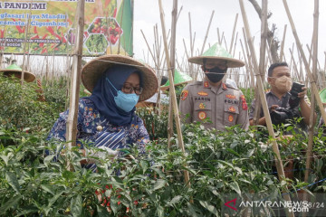 Bupati Bogor upaya tingkatkan produktivitas cabai di 59 hektare lahan