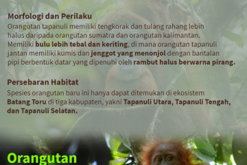 Menemukenali spesies orang utan di Indonesia