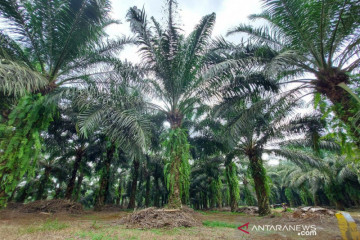 Pemerintah serius tangani industri sawit agar berkelanjutan