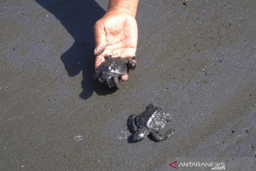 Pertamina lepasliarkan 206 tukik penyu lekang di Cilacap