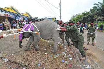 Evakuasi anak gajah Sumatera di Jambi