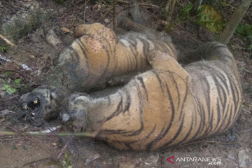 Tiga ekor harimau Sumatera mati diduga akibat terkena jeratan