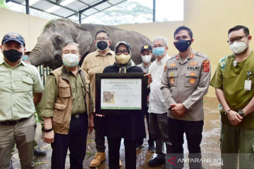 Bayi gajah di Taman Safari Indonesia dinamai Bonesia oleh Bupati Bogor